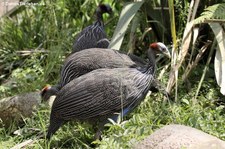 Geier-Perlhuhn (Acryllium vulturinum) im Weltvogelpark Walsrode