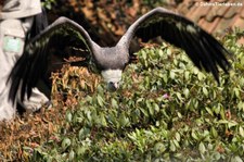 Mönchsgeier (Aegypius monachus) im Weltvogelpark Walsrode