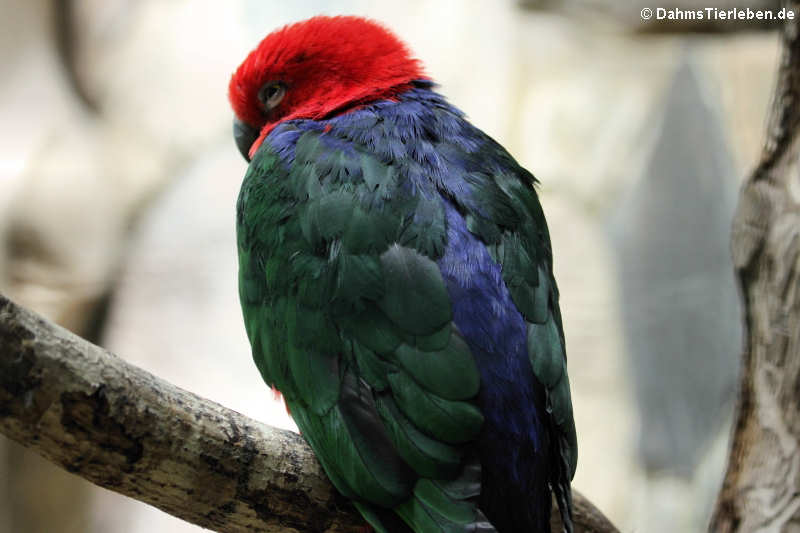 Burukönigssittich Alisterus amboinensis buruensis-1