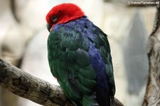 Burukönigssittich (Alisterus amboinensis buruensis) im Weltvogelpark Walsrode