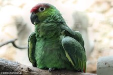 Ekuadoramazone (Amazona lilacina) im Weltvogelpark Walsrode