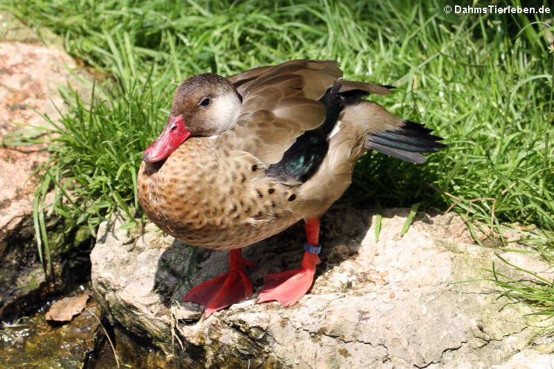 Amazonetta brasiliensis-2