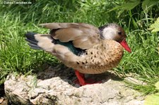 Amazonasente (Amazonetta brasiliensis) im Weltvogelpark Walsrode