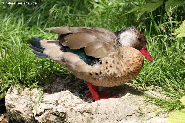 Amazonetta brasiliensis