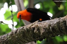 Rotkopfstärling (Amblyramphus holosericeus) im Weltvogelpark Walsrode