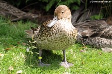 weibliche Bernierente (Anas bernieri) im Kölner Zoo