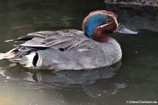 Krickente (Anas crecca) im Weltvogelpark Walsrode