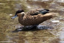 Hottentottenente (Spatula hottentota) im Weltvogelpark Walsrode