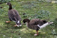 Blässgänse (Anser albifrons) im Weltvogelpark Walsrode