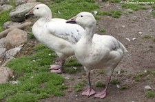 Schneegans (Anser caerulescens caerulescens) im Weltvogelpark Walsrode