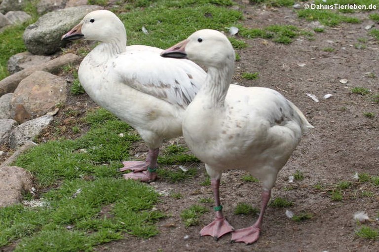 Anser caerulescens