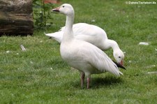 Schneegans (Anser caerulescens caerulescens) im Weltvogelpark Walsrode