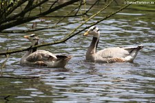 Streifengänse (Anser indicus) im Weltvogelpark Walsrode