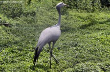 Paradieskranich (Anthropoides paradisea) im Weltvogelpark Walsrode