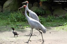 Brolgakranich (Antigone rubicunda) im Weltvogelpark Walsrode