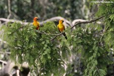 Sonnensittiche (Aratinga solstitialis) im Weltvogelpark Walsrode