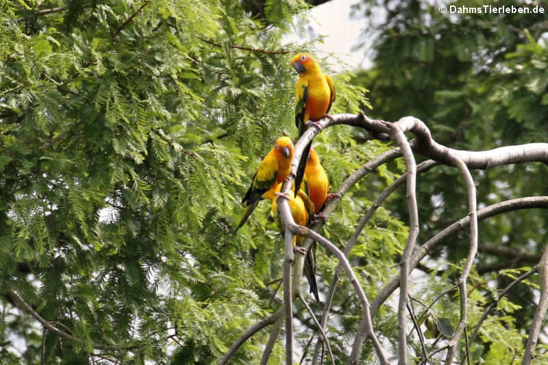 Sonnensittiche (Aratinga solstitialis)