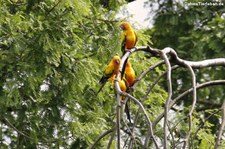 Sonnensittiche (Aratinga solstitialis) im Weltvogelpark Walsrode