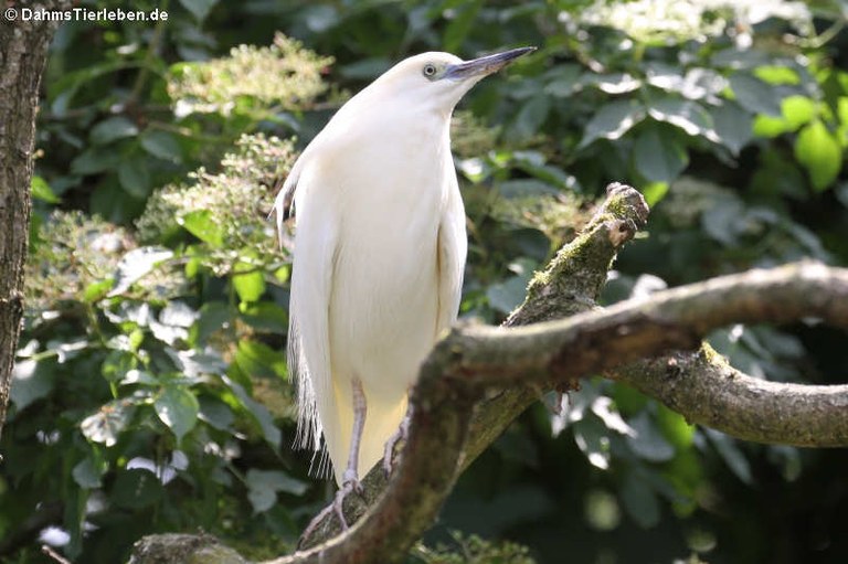 Ardeola idae