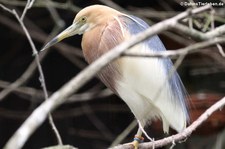 Prachtreiher (Ardeola speciosa) im Weltvogelpark Walsrode