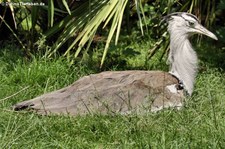 Koritrappe (Ardeotis kori) im Weltvogelpark Walsrode