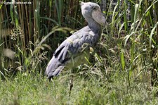 Weltvogelpark Walsrode