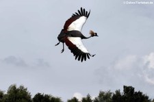 Schwarzhals-Kronenkranich (Balearica pavonina) im Weltvogelpark Walsrode