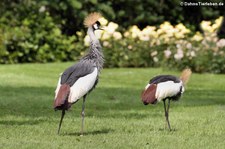 Schwarzhals-Kronenkraniche (Balearica pavonina) im Weltvogelpark Walsrode