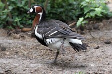 Rothalsgans (Branta ruficollis) im Weltvogelpark Walsrode