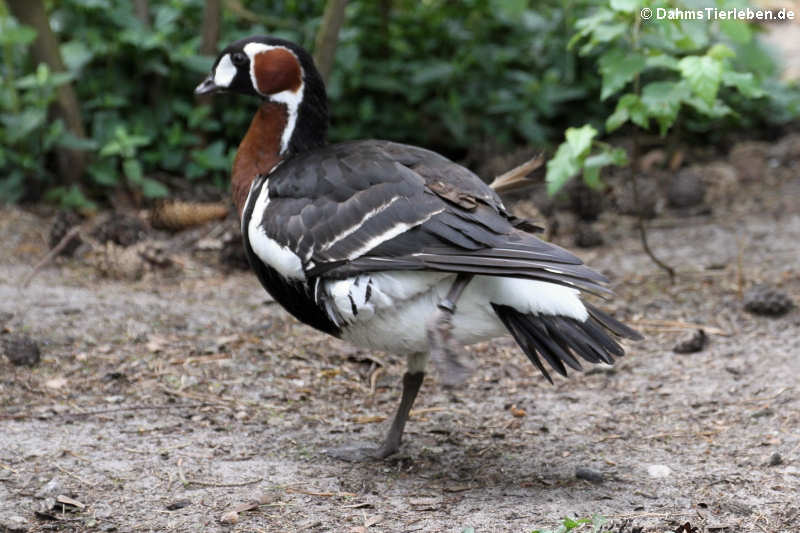 Rothalsgans (Branta ruficollis)