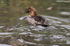 Weibliche Eurasische Schellente (Bucephala clangula clangula) im Weltvogelpark Walsrode