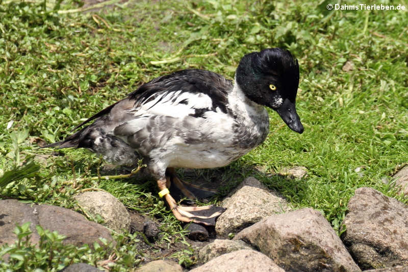 Männliche Eurasische Schellente (Bucephala clangula clangula) 