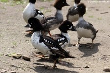 Weltvogelpark Walsrode