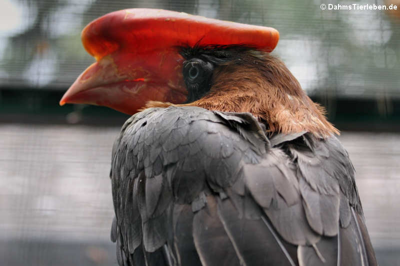 Feuerhornvogel Buceros hydrocorax-2