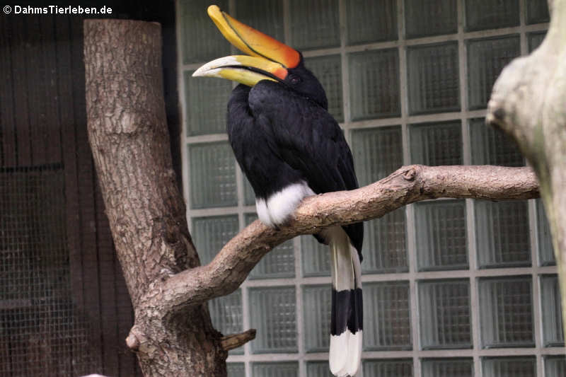 > Java-Rhinozerosvogel Buceros rhinoceros silvestris-1