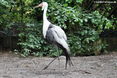 Bugeranus carunculatus