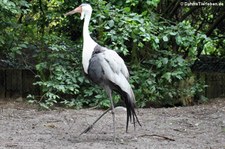 Klunkerkranich (Bugeranus carunculatus) im Weltvogelpark Walsrode