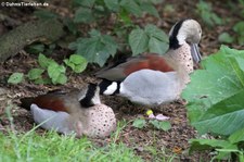 Rotschulterenten (Callonetta leucophrys) im Weltvogelpark Walsrode