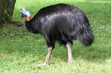 Bennettkasuar (Casuarius bennetti) im Weltvogelpark Walsrode