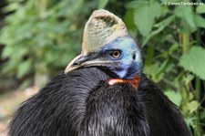 Rothalskasuar oder Einlappenkasuar (Casuarius unappendiculatus rufotinctus) im Weltvogelpark Walsrode