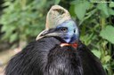 Casuarius unappendiculatus