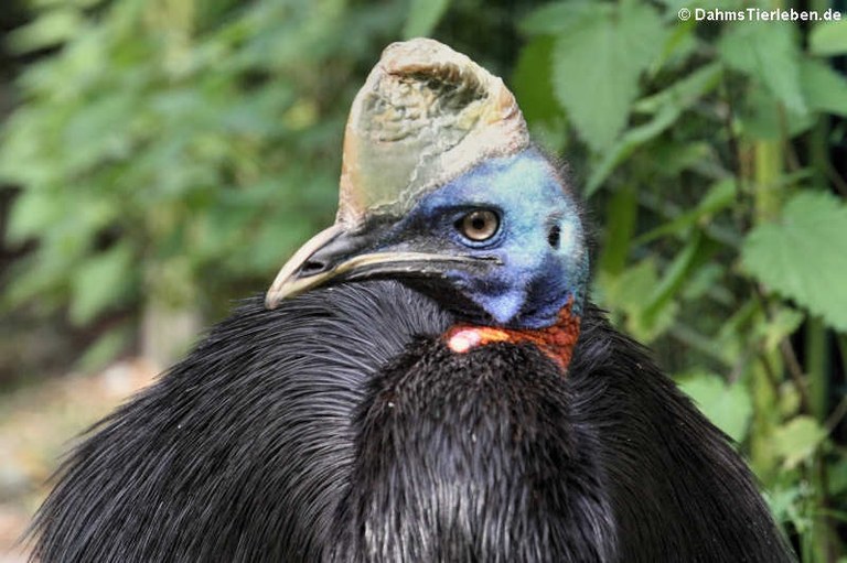 Casuarius unappendiculatus rufotinctus