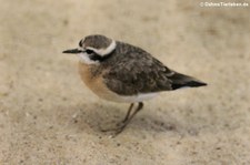 Hirtenregenpfeifer (Charadrius pecuarius) im Weltvogelpark Walsrode