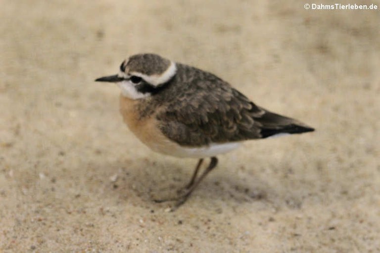 Anarhynchus pecuarius