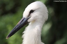 Schwarzschnabelstorch (Ciconia boyciana) im Weltvogelpark Walsrode