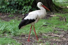 Weißstorch (Ciconia ciconia) im Weltvogelpark Walsrode