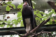 Höckerstorch (Ciconia stormi) im Weltvogelpark Walsrode
