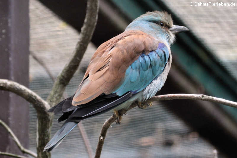 Coracias garrulus