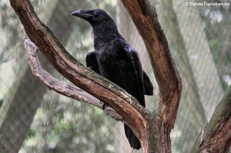 Corvus corax