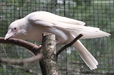 Rabenkrähe (Corvus corone corone) im Weltvogelpark Walsrode